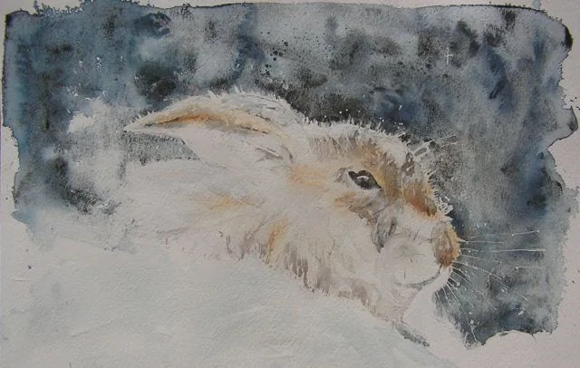 Snow Hare